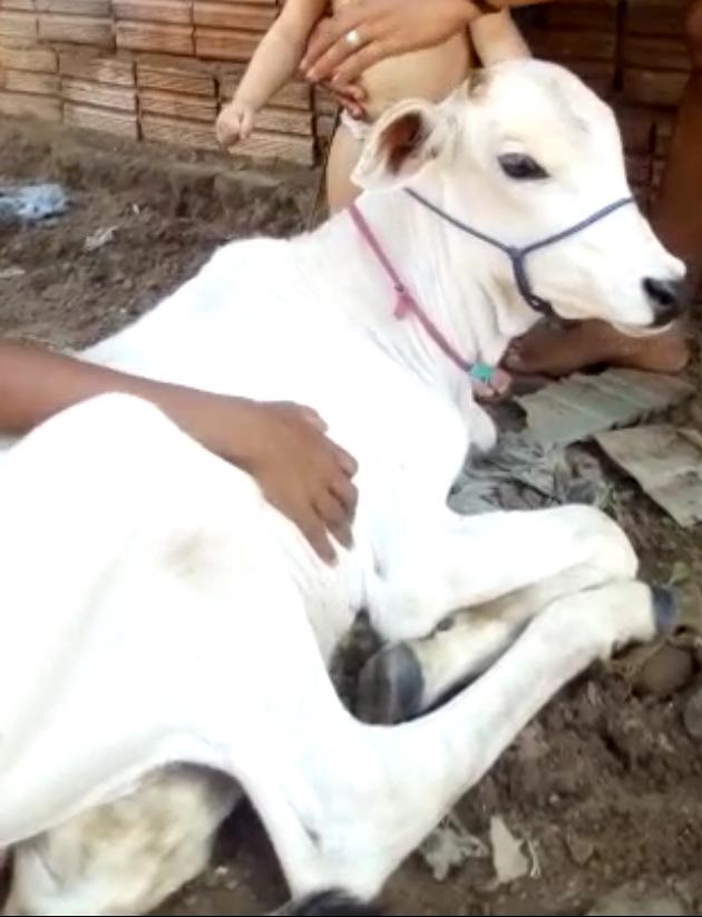 EM CODÓ BEZERRO É FURTADO DO QUINTAL DE CASA E DONA CHORA PEDINDO QUE DEVOLVA.
