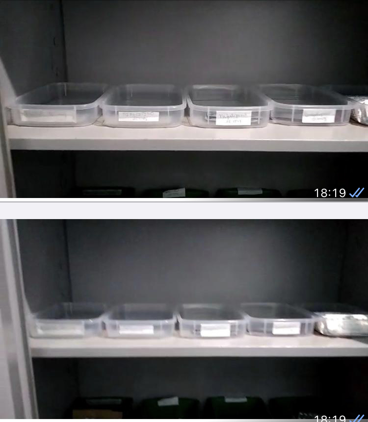 VISITA SURPRESA A POSTOS DE SAÚDE EM CODÓ: FOI DESCOBERTO GRANDE FALTA DE MEDICAMENTOS, NEM DIPIRONA TINHA!