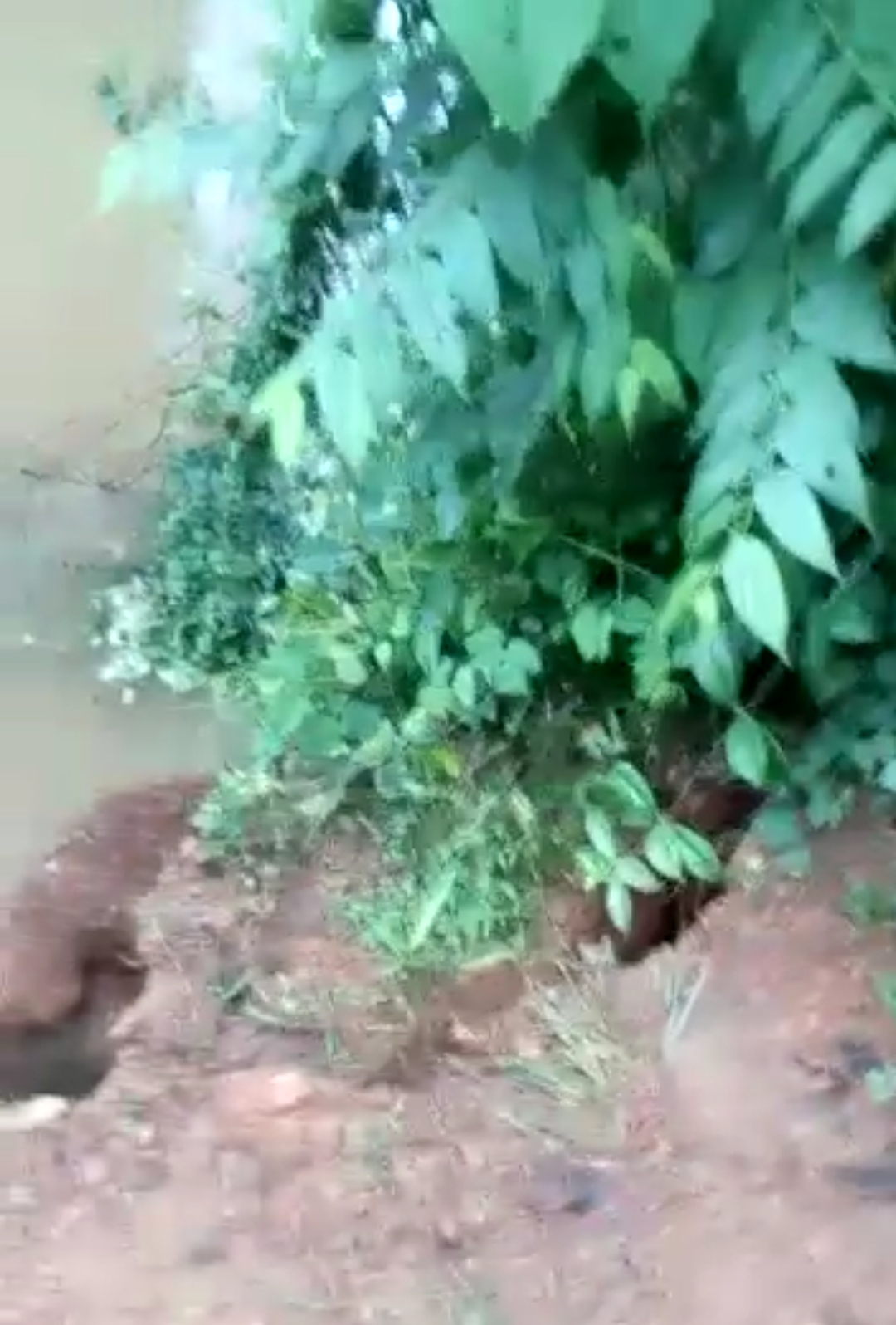 Veja Situação da Ponte que da acesso ao Munduri e Divina Graça em povoado de Codó