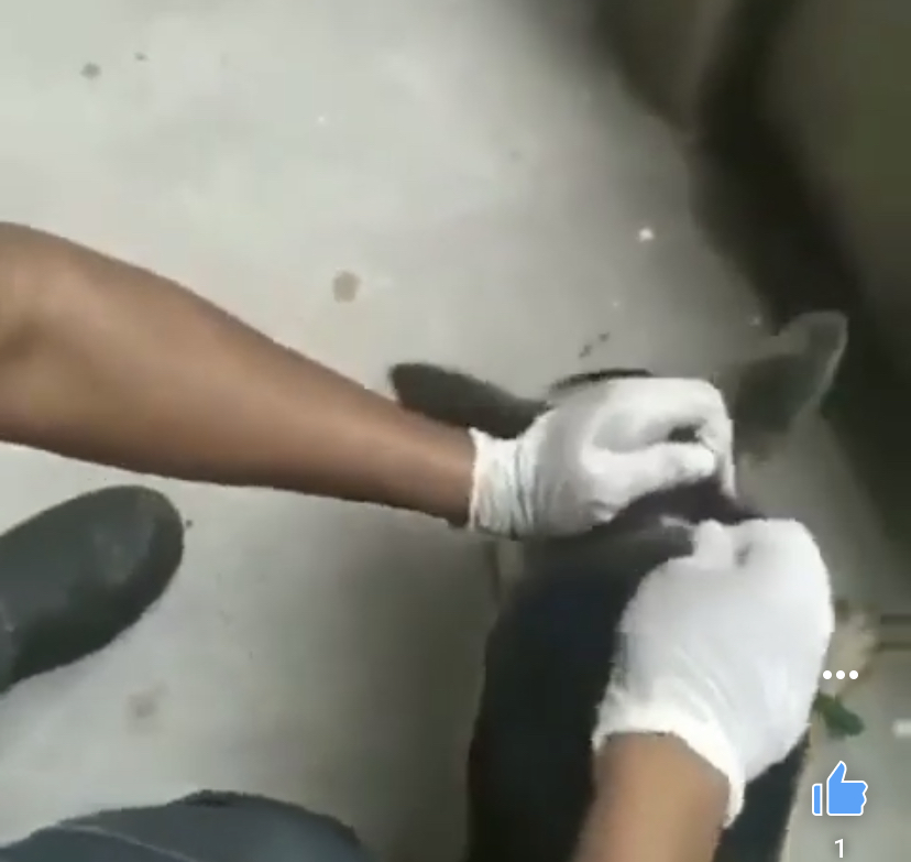 VÍDEOS : IMAGENS FORTES MOSTRA CADELA ENCONTRADA EM ESTADO DE CRUELDADE EM UMA CASA EM CODÓ