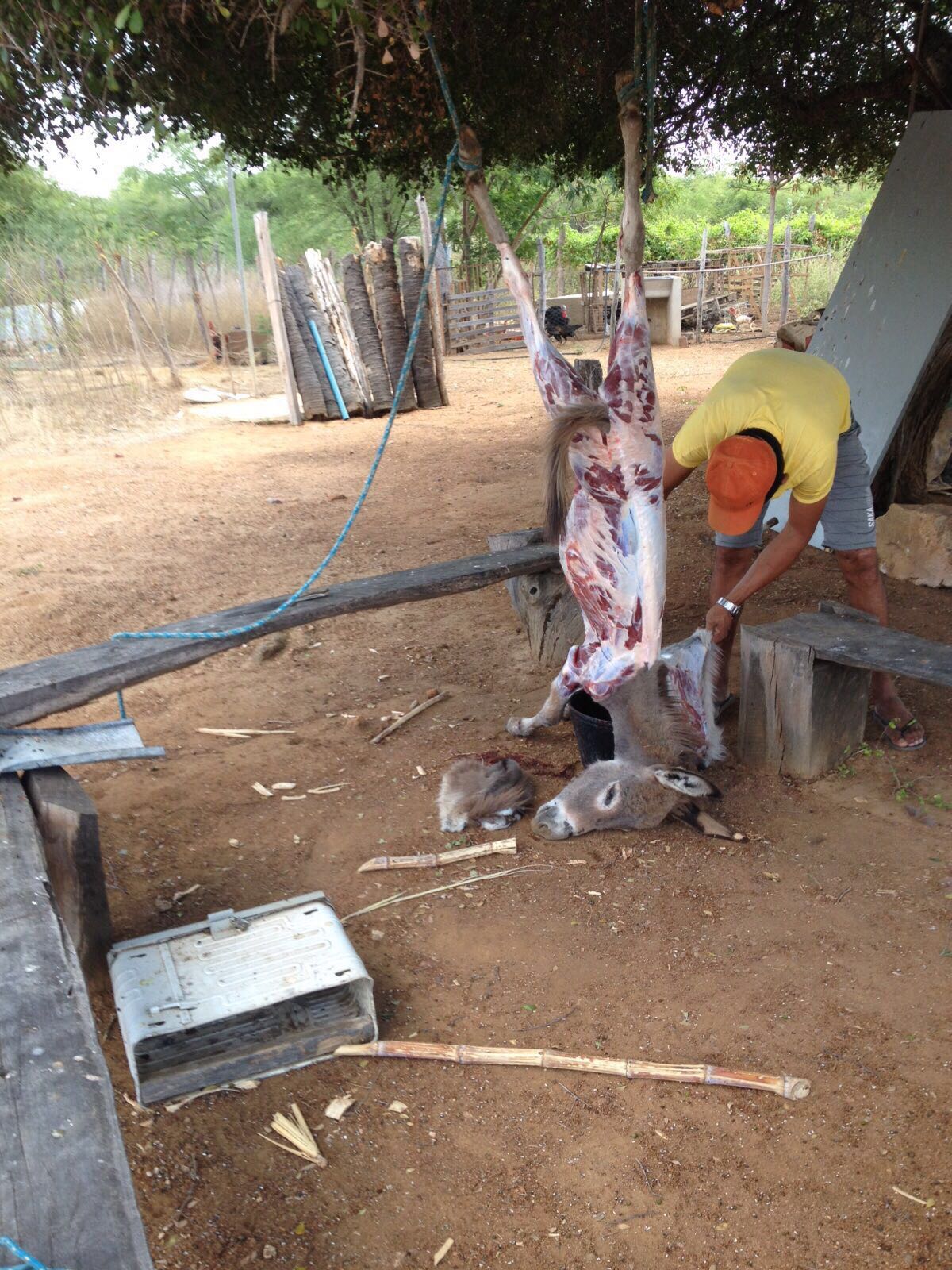 HOMEM FOI PEGO MATANDO JUMENTO E VENDENDO A CARNE PARA MORADORES.