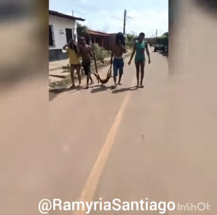 CRUELDADE EM CODÓ. CACHORRO É MORTO A PAULADAS E ENFORCADO NO BAIRRO SANTO ANTÔNIO. VEJA VÍDEO.