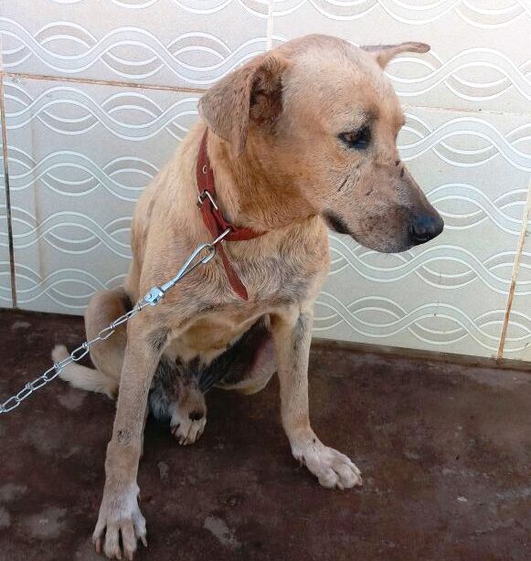 ESPOSA DE DONO DE CLÍNICA MÉDICA EM CODÓ TENTA MATAR CACHORRINHO E BATE COM O CARRO NO ANIMAL POR NÃO GOSTAR DELE.
