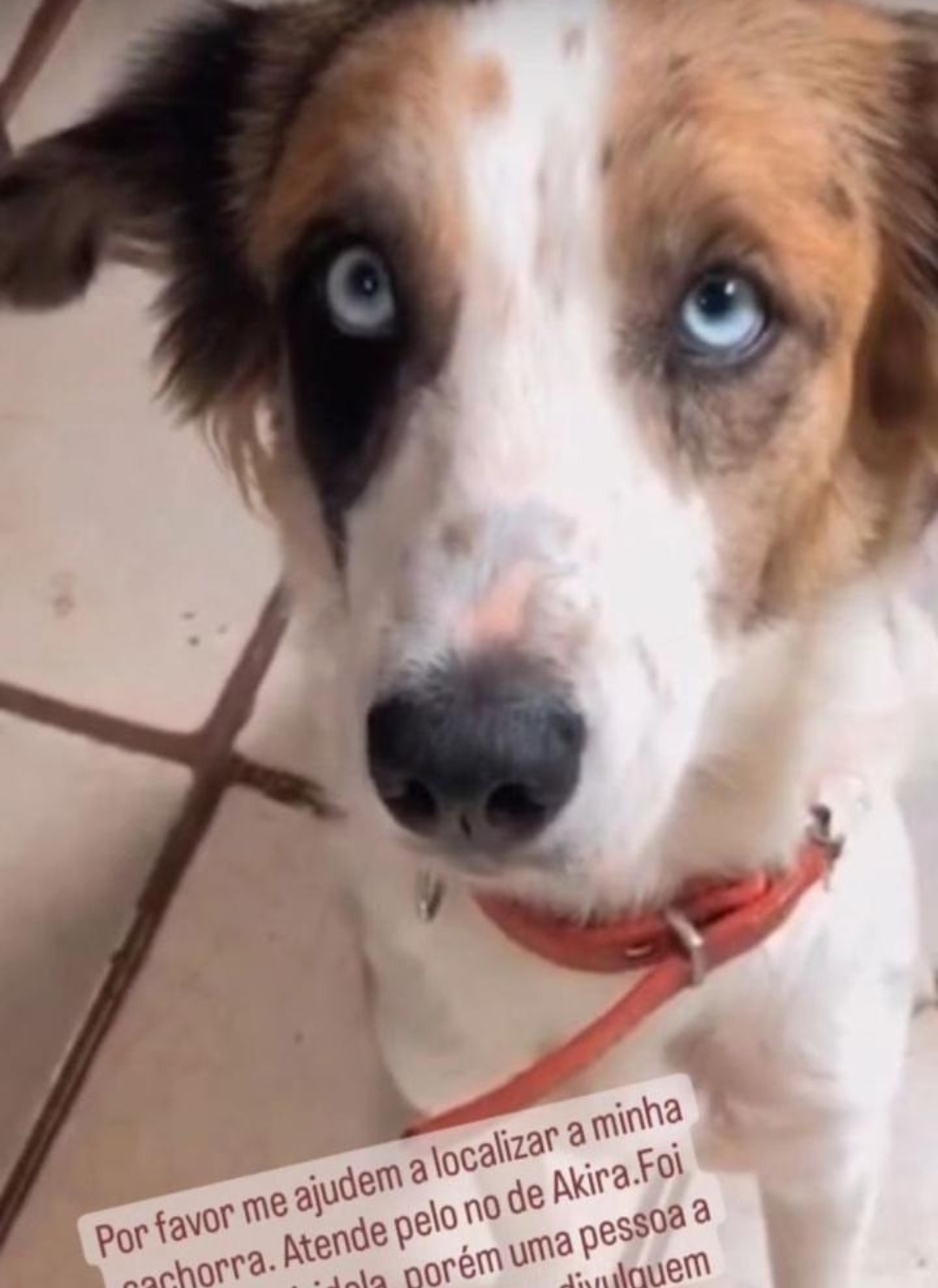 VÍDEO MOSTRA O MOMENTO EM QUE UMA CADELA É ROUBADA EM CODÓ. VEJA SE VOCÊ IDENTIFICA O AUTOR