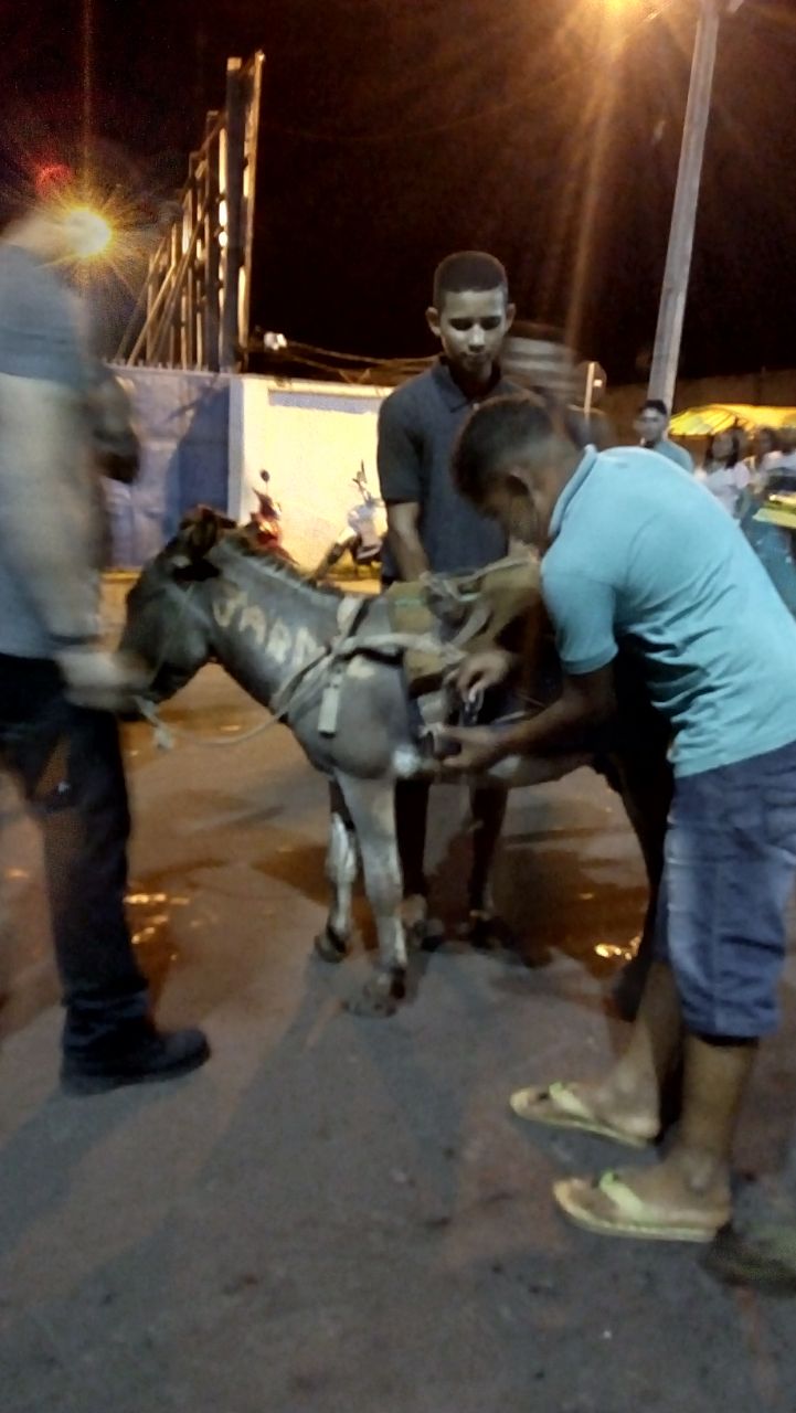 EM CODÓ É DENUNCIADO CRUELDADE COM ANIMAL EM BLOCO DE CARNAVAL NAS RUAS.