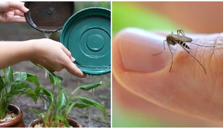 ALERTA:  CODÓ ESTÁ ENTRE AS 76 CIDADES QUE PODEM REGISTRAR ALTO SURTOS DE DENGUE, ZIKA E CHIKUNGUNYA