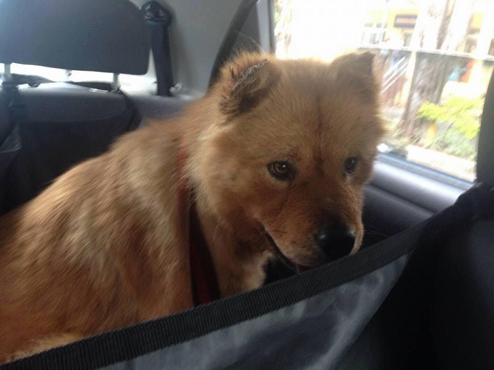 Cadela estuprada morre em Passo Fundo