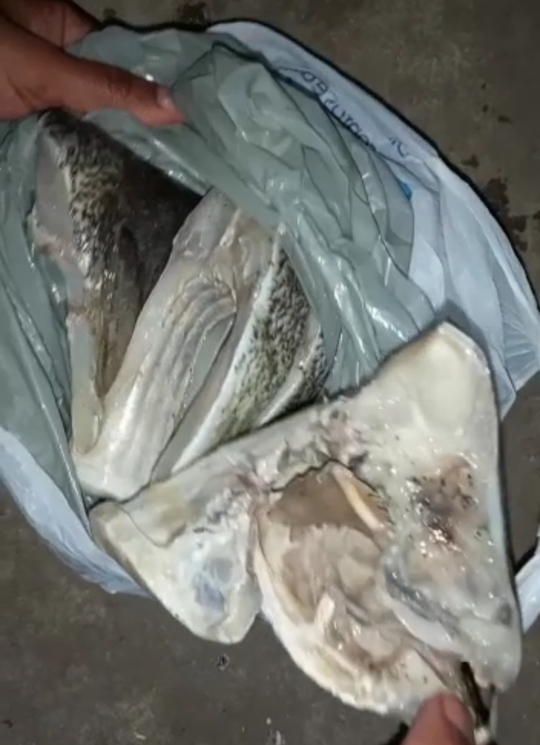CLIENTE DENUNCIA PEIXE PODRE NO SUPERMERCADO MATEUS EM CODÓ, O PEIXE FOI JOGADO NO LIXO ASSIM QUE ELA CHEGOU EM CASA.VIDÉO