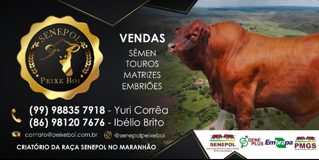 Conheça o Criatório Senepol  Peixe Boi em Codó Maranhão