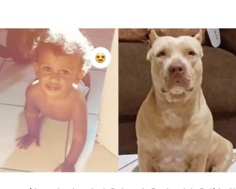 CASO DO PITBULL QUE MATOU BEBÊ DE 10 MESES EM CODÓ – O QUE DIZ O DELEGADO BENEDITO JÚNIOR QUE VAI CUIDAR DO INQUÉRITO