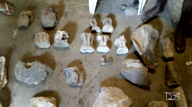 FÓSSEIS DE DINOSSAUROS SÃO ENCONTRADOS NO MARANHÃO NA CIDADE DE COROATÁ