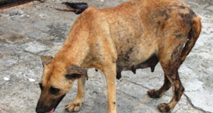 CALAZAR AMEAÇA CODÓ E AGENTE DE ENDEMIAS DIZEM QUE NÃO TEM NEM TRANSPORTE PARA IR BUSCAR OS ANIMAIS DOENTES. FERROU-SE!