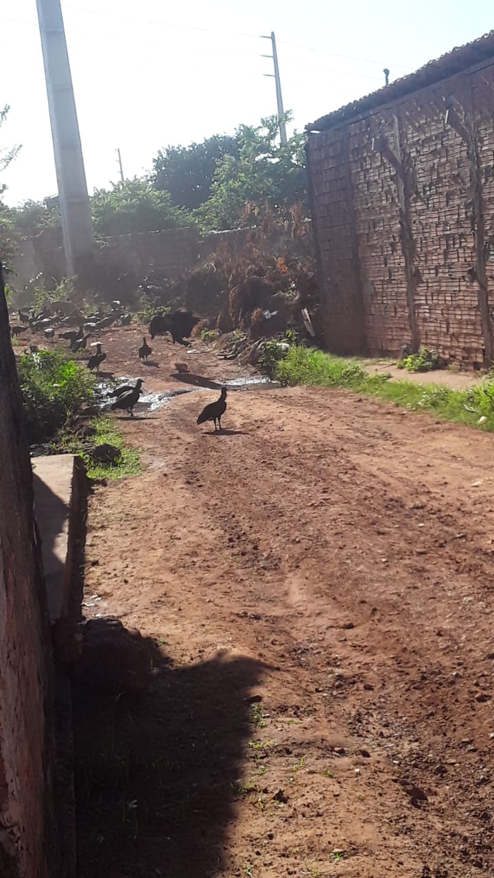 MORADORES DA RUA SANTA LUZIA DENUNCIAM LIXO SEM FIM JOGADO POR PESSOAS DE OUTRAS RUAS E ESCURIDÃO NO BAIRRO CODÓ NOVO.