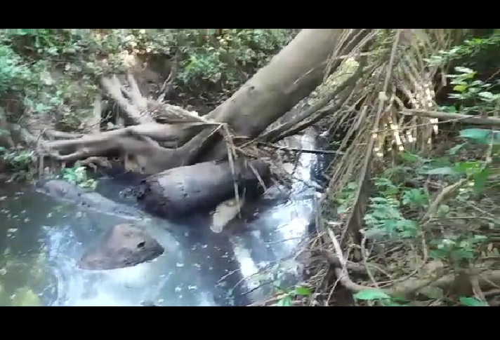 DENÚNCIA NO KM17- GRANDE QUANTIDADE DE PEIXES MORRENDO NO RIACHO CIGANO POIS NOVOS DONOS DOS TERRENOS ESTÃO DESTRUINDO TUDO