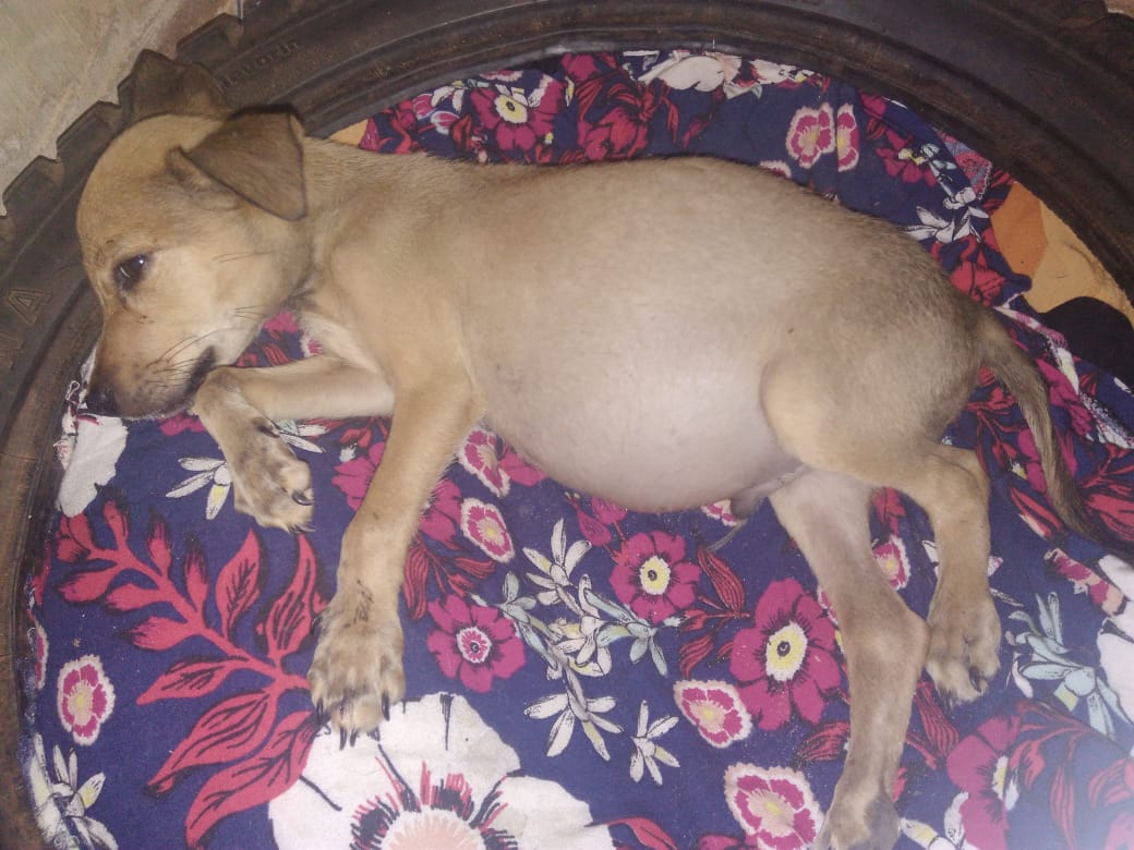 EM CODÓ MULHER PEDE AJUDA PARA SALVAR VIDA DE UM CACHORRINHO QUE ELA ENCONTROU NA RUA.